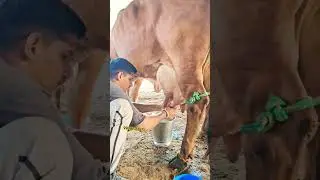 9928787671 Gir Cow Milking By Hand👍