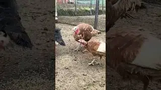 turkey 🦃 birds farming 🥰 #shorts #ytshorts #trending #youtubeshorts #turkeybirds