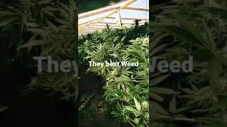 The Best weed Blog
