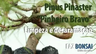 Pinus Pinaster  (Pinheiro Bravo) - Limpeza e desarama&ccedil;&atilde;o