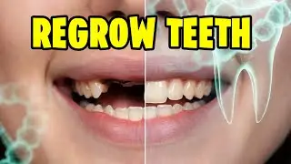Japanese Scientists Regrow Teeth: TRG-035 Drug Human Trials Timeline (2030 Availability)