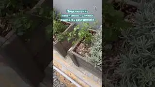 Капельный полив каждому растению часть 2 #wowbau #garden #irritec #drip #сад #madeinodessa  #полив