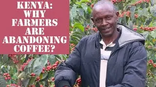 KENYA: Why farmers are abandoning coffee?
