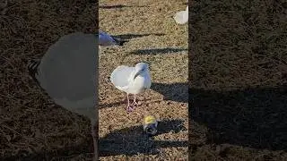 Seagull eating food right out of Jar! #shorts #seagull #wildlife