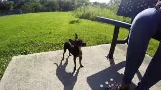 Chihuahua / Mini Pinscher breed