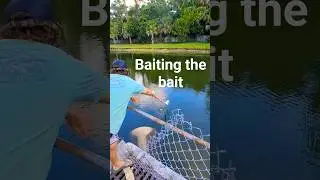 How to catch bait (minnows) #fishing