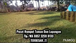 0857 3259 0133, Supplier Rumput Jepang Lumajang