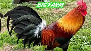 KENNETH CARROLL - Feeding Time Free Range Shape Chicken Coop Indoor Outdoor Breeding Pens 🇺🇸🇺🇸