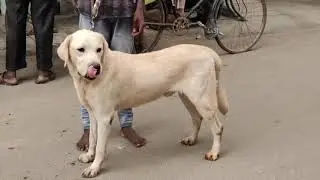 Labrador Male।। Full Active And Helathy ॥ Pets zoo॥ Labrador