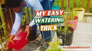 Watering & Care for Container Veggies & Herbs | #Gardeningvava
