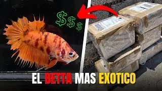 👉 No creer&aacute;s c&oacute;mo luce este BETTA BigTail 🤯