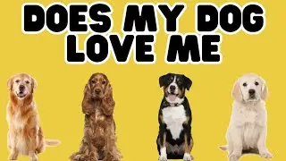 Does Your Dog REALLY Love You? Unveiling the Signs of Canine Devotion