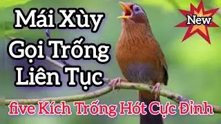 Mái Xùy Vỗ Mặt Rên Rỉ Kích Trống Hót ĐIÊN ĐẢO Cách Thuần Chim Nhanh Hiệu Quả #longhoamichien 