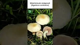 ГРИБЫ ШАМПИНЬОНЫ ВСЕ ВИДЫ (3 часть) #short #shorts #shortsvideo