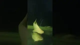 Monster shark fish | Tiger shark  #fish #monsterfishtank