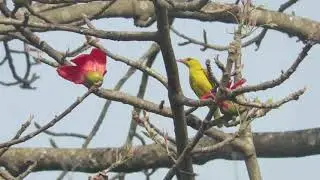 Beauty of Silk Cotton Tree (Kapok tree)