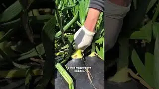 Японские фермеры поднимают доход даже на полях зелёного лука #агро #фермер #лук #поле #фермер
