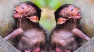 🐒 Baby Monkey&rsquo;s First Steps &ndash; A Journey of Curiosity and Love