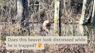 This will put your mind at ease - Beaver Trapping in Georgia - Southern Wildlife Management