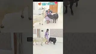 Apartment Tour&hellip; With Cows?! 🐮 You Gotta See This! #home #cow #wow #lol #now #vid #fyp #cute #fun