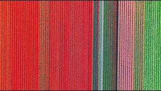 Amazing Tulip Fields 4K