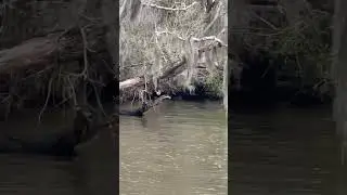 Swap & Bayou tour  #neworleans #swamp #bayou
