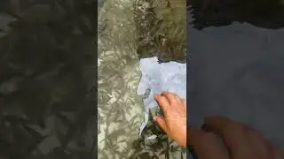 #плоскаярыба #короткий