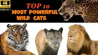 Top 10 Most Powerful Wild Cats Episode 1