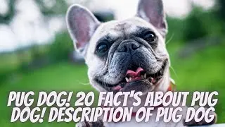 PUG DOG! 20 FACT'S ABOUT PUG DOG! DESCRIPTION OF PUG DOG
