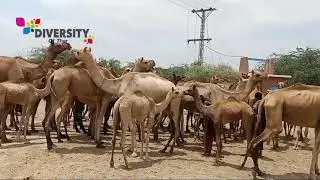 Camels feeling better after drinking water || Desert camels get together || Tharparkar Camels