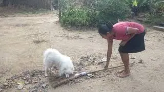 Innocent antics of the puppy