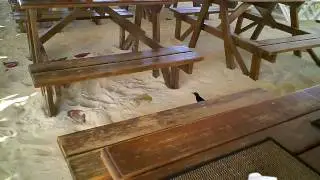 Crab vs. Bird