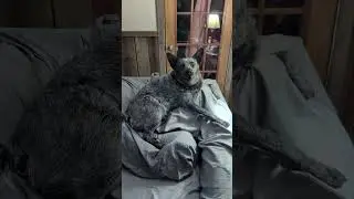 Юнион отвечает на критику в адрес Бадди #schnoofertons #schnoodles #australiancattledogs #buddyblue