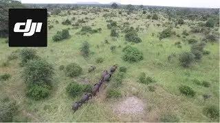 DJI Stories - The Elephants of Tanzania