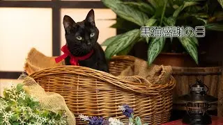 【猫】８月17日は黒猫感謝の日なので「ジジ子のおいたち」作ってみました
