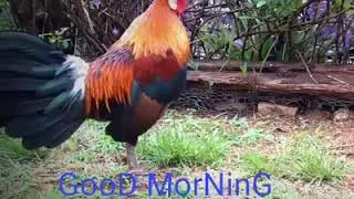 good morning hen