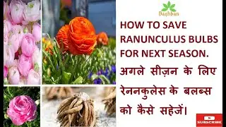 19.How to Save Ranunculus Bulbs || रेननकुलेस के बल्बस को कैसे सहेजें। #Baghban #Ranunculus #Bulbs