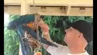 Michael the macaw