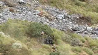 UNBELIEVABULL Bull Tahr - West Coast, New Zealand