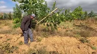 Aşı ve Fidanlarda Herek Bağlama