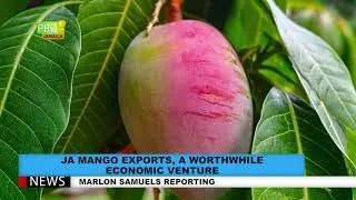 JA Mango Exports, A Worthwhile Economic Venture