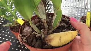 НОВЫЕ ОРХИДЕИ!!! Обзор посылки от Lucke orchideen!