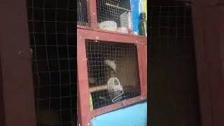 Perkembangan burung lovebird usia 20 sampai keluar dari glodok