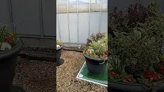 Planted pots selection with the Knotman