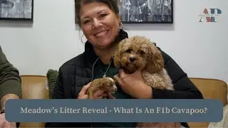 Meadow's Litter  - What Is An F1b Cavapoo