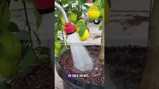 😱FERTILIZANTE JAPON&Eacute;S que acelera cualquier &Aacute;RBOL FRUTAL EN MACETA en tan solo 30 D&Iacute;AS🍋🍎
