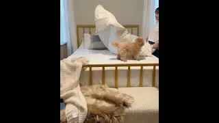 Puredown All Season Down Comforter Unboxing