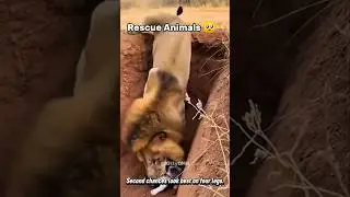 Rescue Animals 🥺❤️ #animals #rescue #shorts