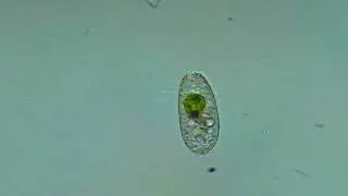 Coleps