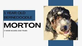 Best Dog Training in Chicago! 1 Year Old Bernedoodle, Morton!